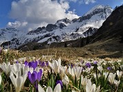 71 Il bianco delle nuvole, della neve , dei crocus bianchi e violetti..